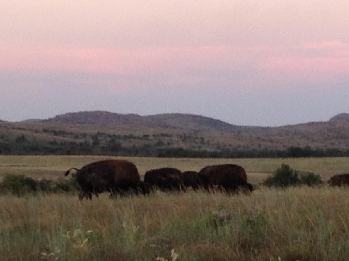 Blue Eyed Coyote BnB - thumb 21