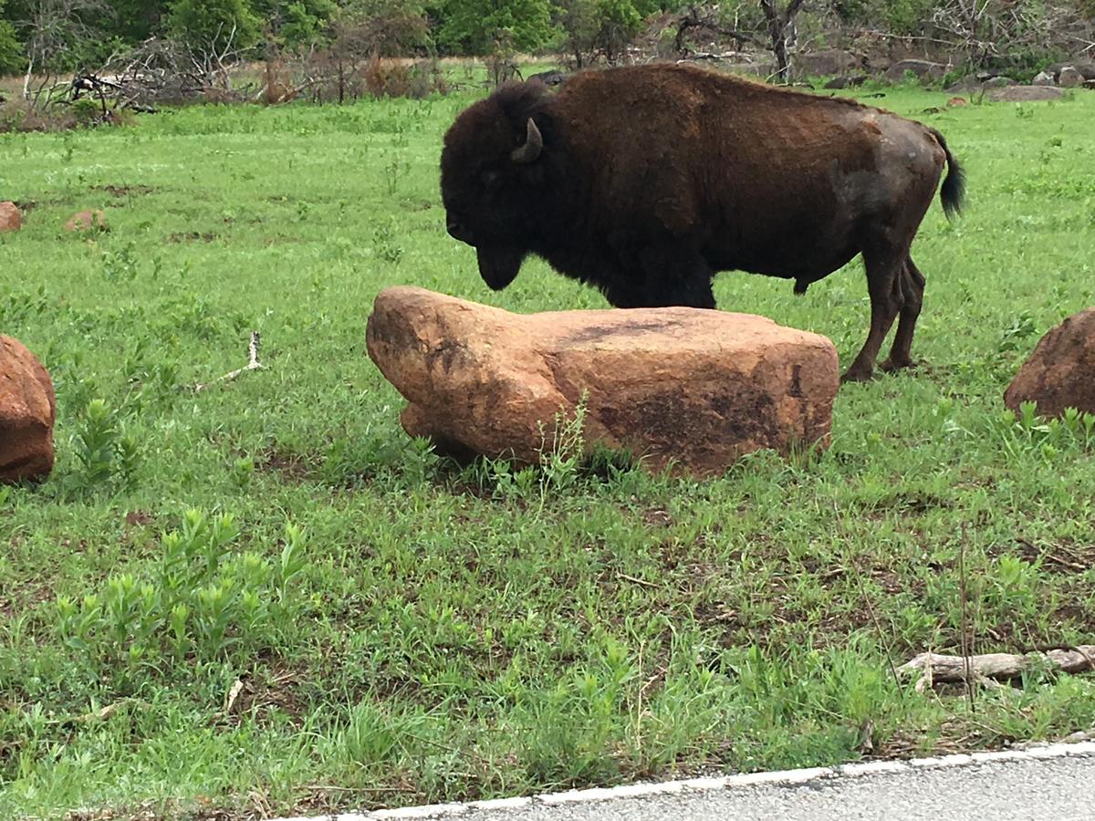 Blue Eyed Coyote BnB - thumb 18