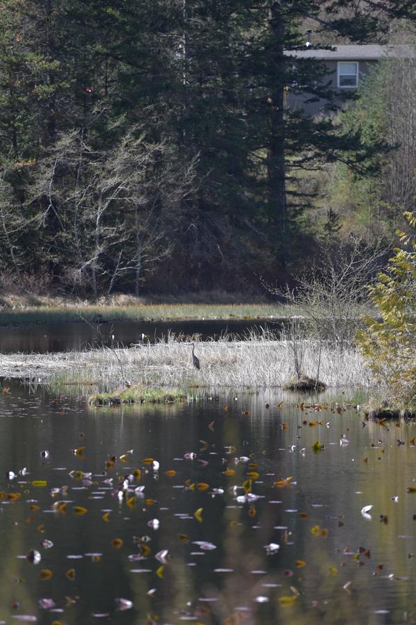 Otter's Pond Bed And Breakfast - thumb 11