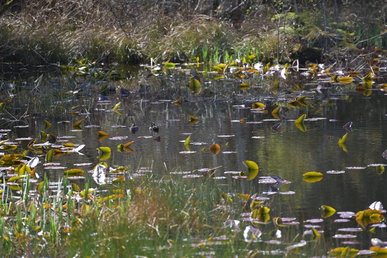 Otter's Pond Bed And Breakfast - thumb 16