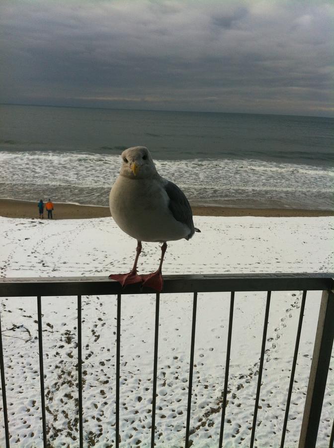 Sandcastle Beachfront Motel - thumb 8