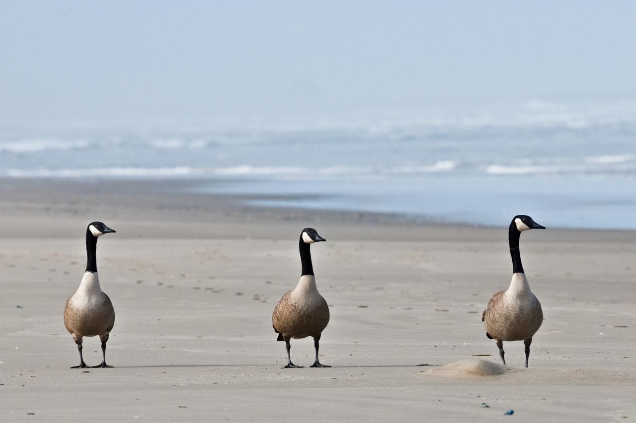 645 N Pacific St Townhouse Unit B - thumb 20