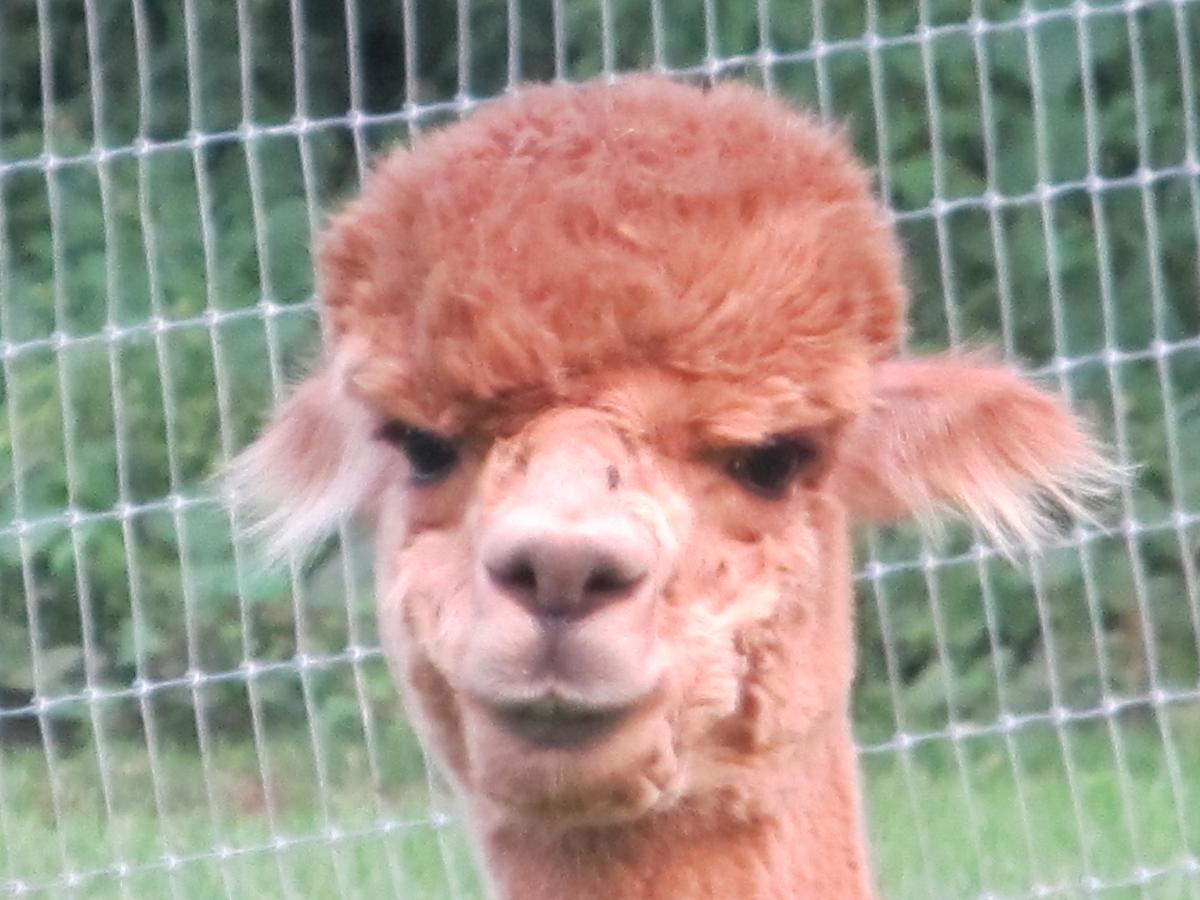 Airy View Bed And Breakfast - thumb 8