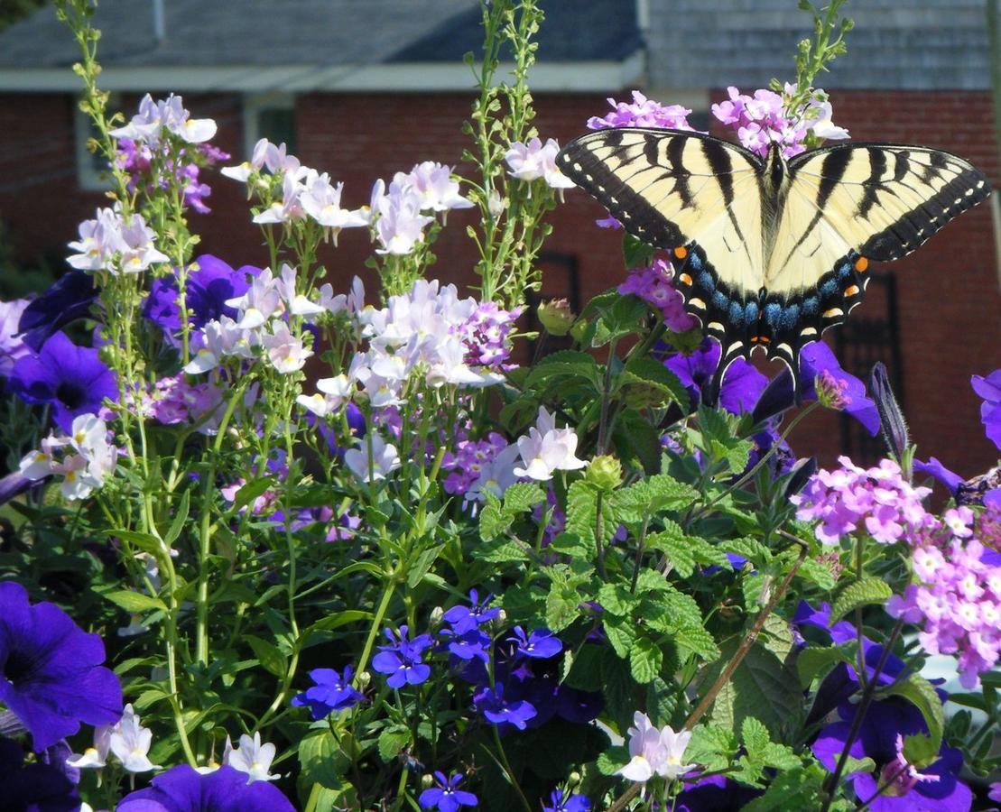 1 Murray House Bed & Breakfast - thumb 36