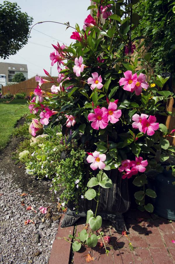 1 Murray House Bed & Breakfast - thumb 35