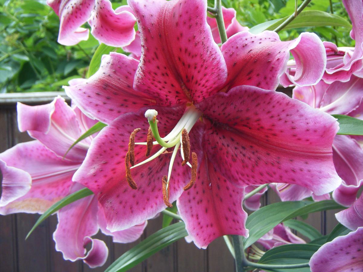 1 Murray House Bed & Breakfast - thumb 37