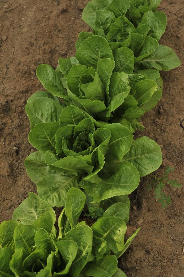 The Hermitage Hotel - thumb 31