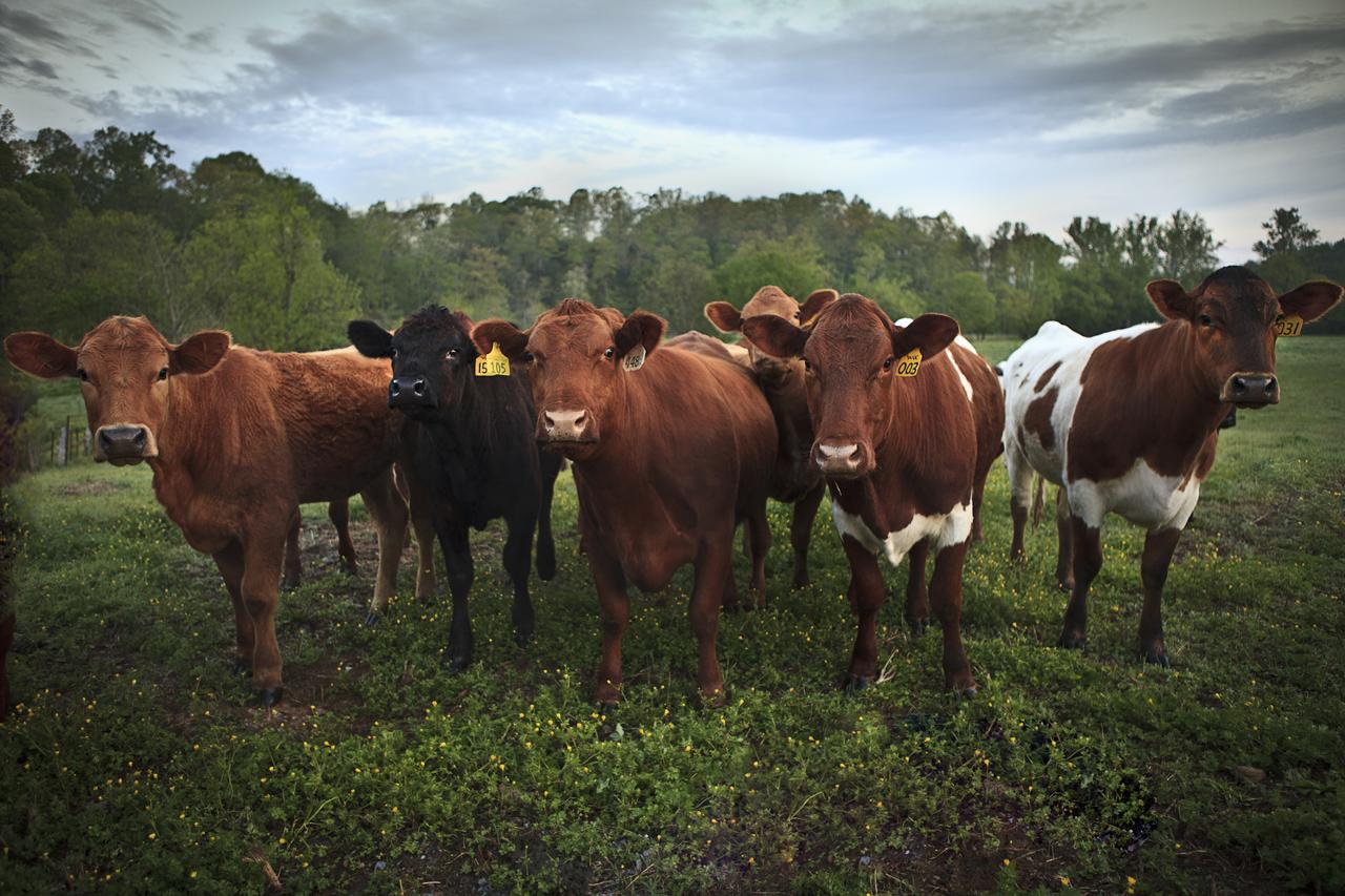 The Hermitage Hotel - thumb 29