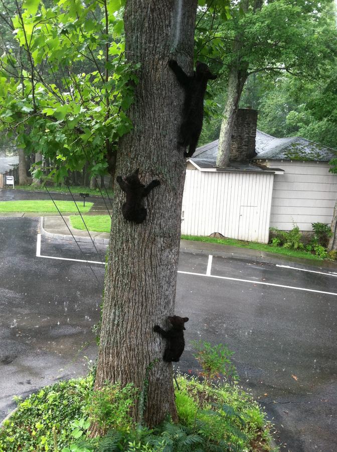 Sidney James Mountain Lodge - thumb 32