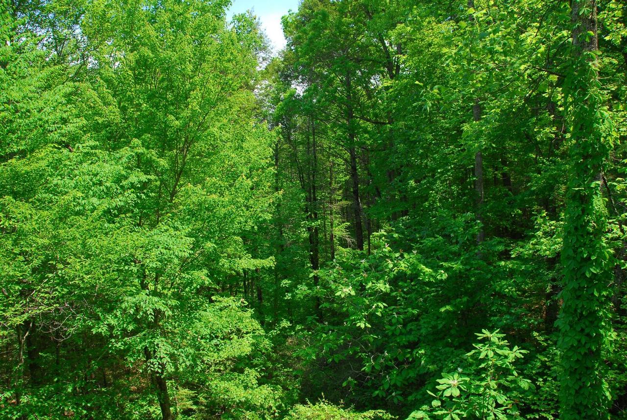 Cedar Forest - thumb 35