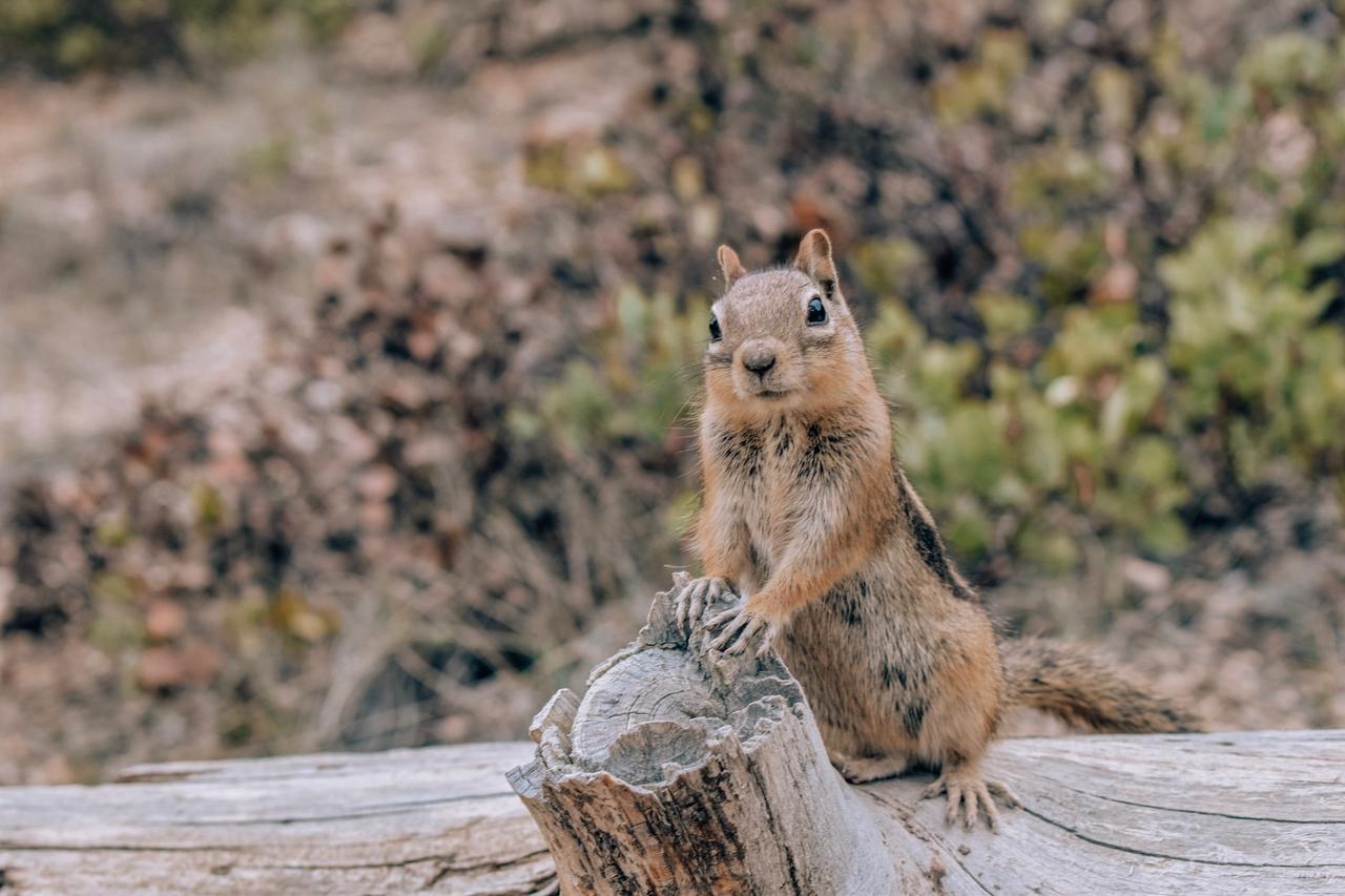 Duck Creek Village Inn - thumb 29