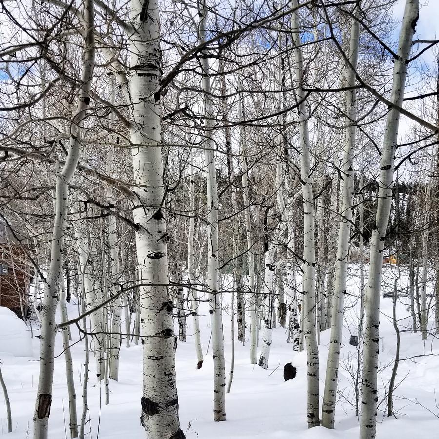 Duck Creek Village Inn - thumb 30