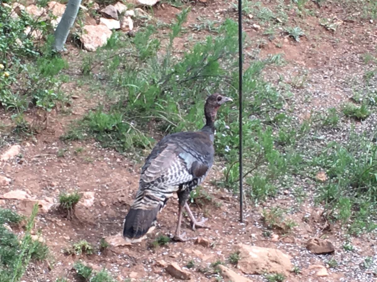 Duck Creek Village Inn - thumb 33