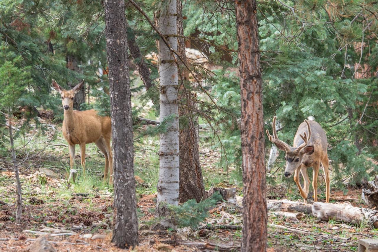 Duck Creek Cozy Cabin - thumb 7