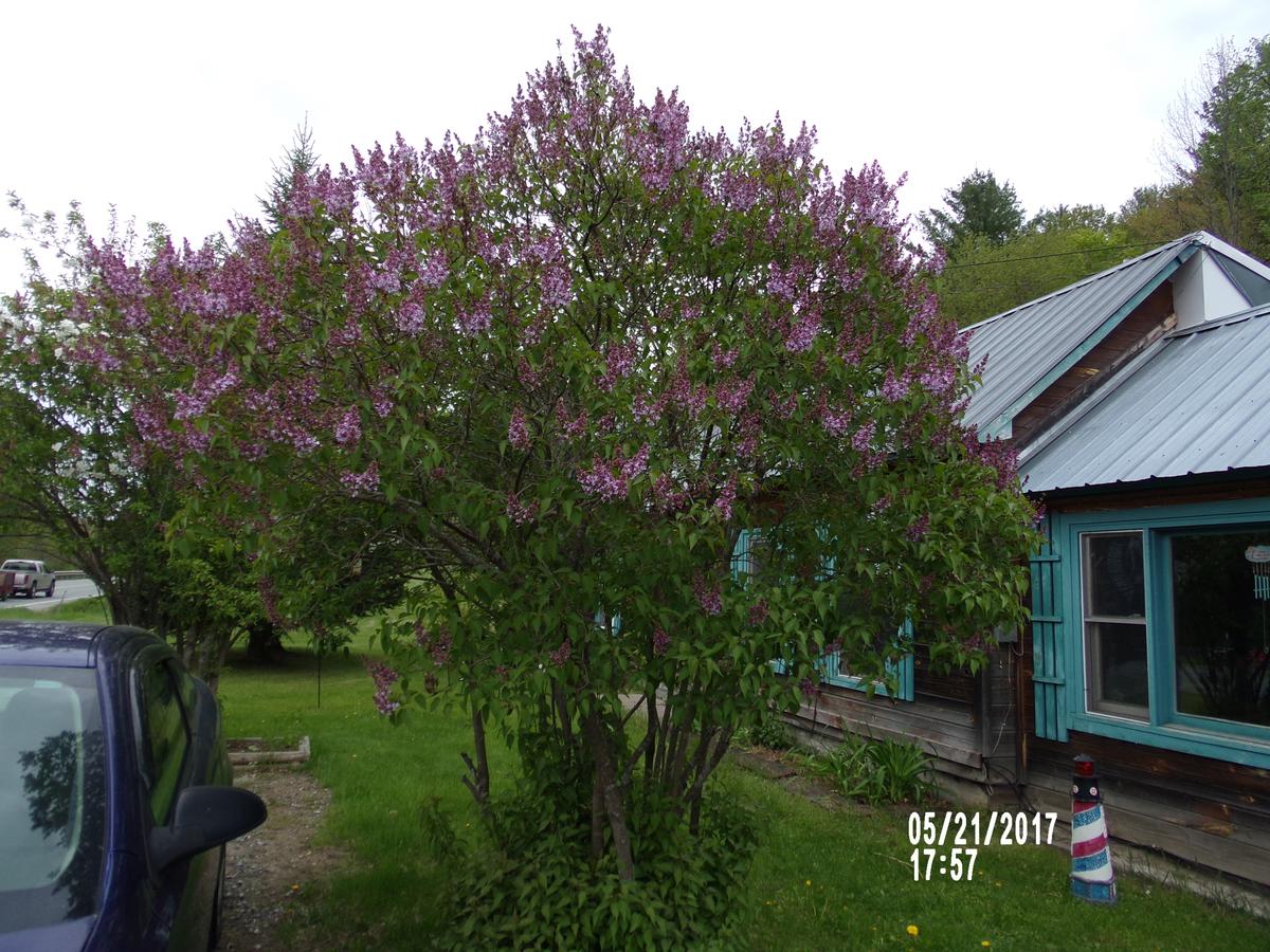 Pine Crest Motel & Cabins - thumb 6