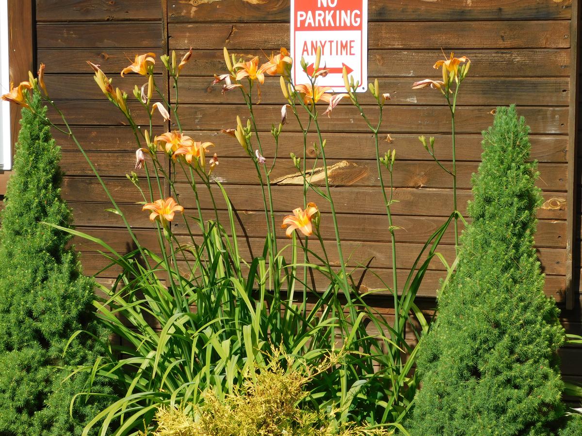 Pine Crest Motel & Cabins - thumb 18