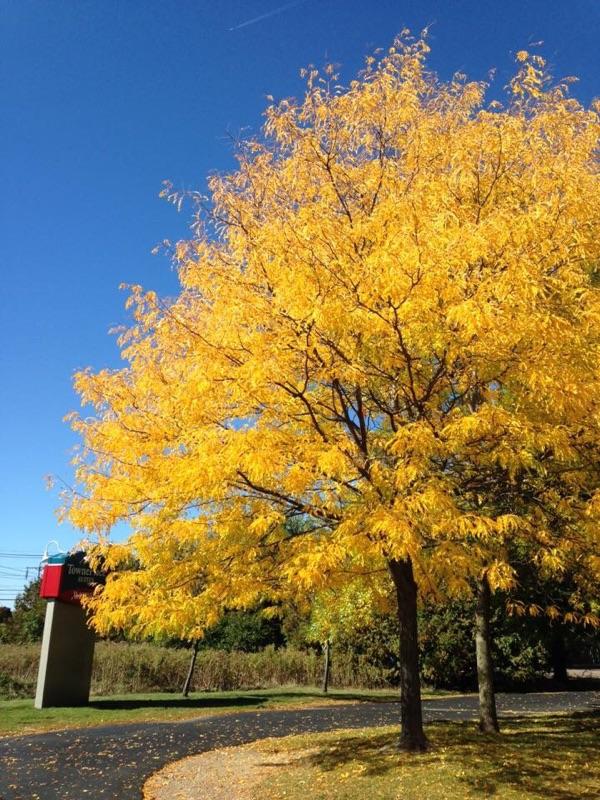 TownePlace Suites Burlington Williston - thumb 6