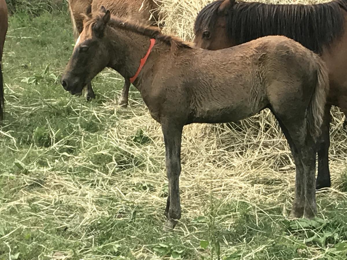 Chincoteague Inn - thumb 2