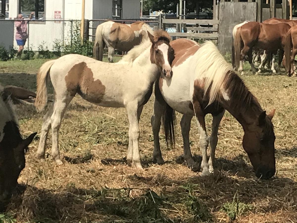 Chincoteague Inn - thumb 1
