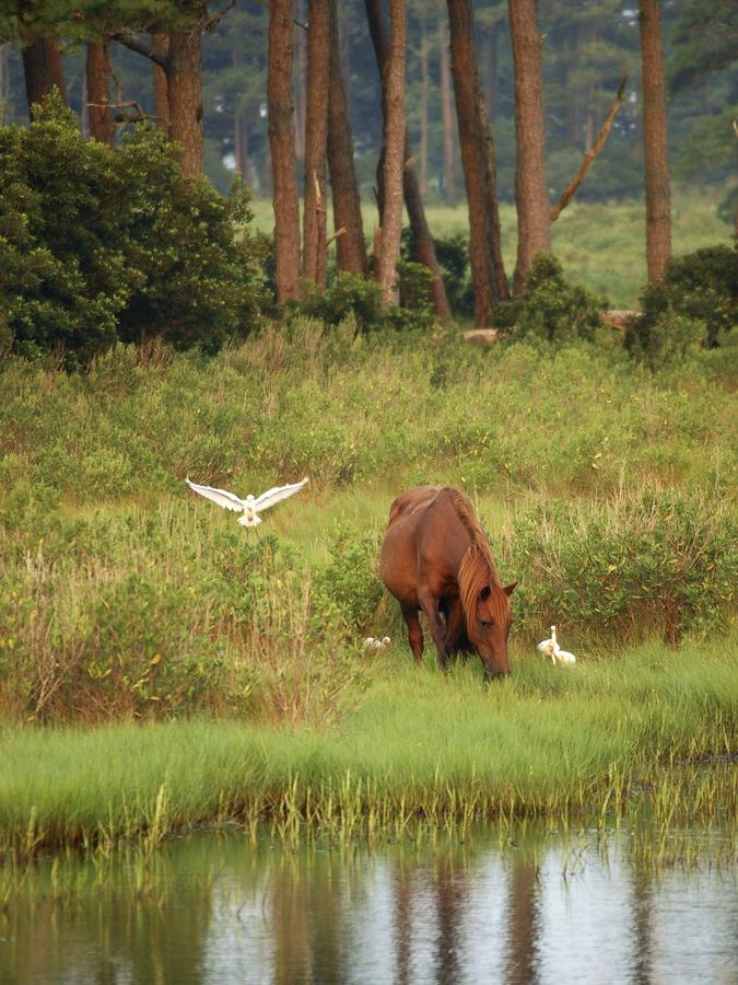Chincoteague Inn - thumb 19
