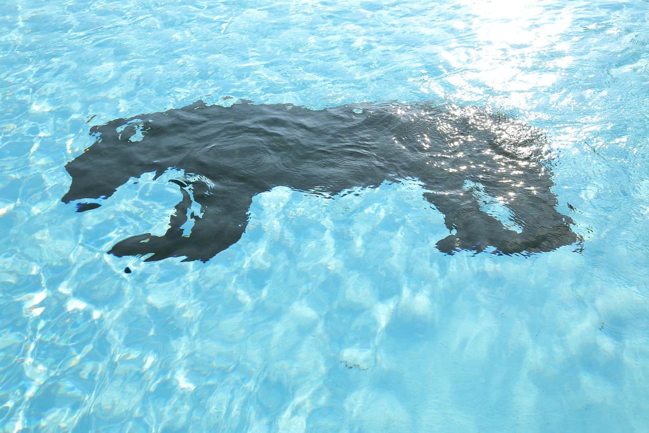 Black Bear Inns - thumb 14