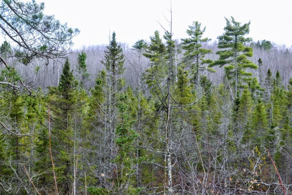 Mitten Lake Hideaway Home - thumb 10