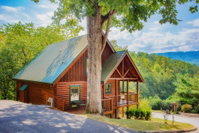 Bear Climbing Getaway Tourism Bookings