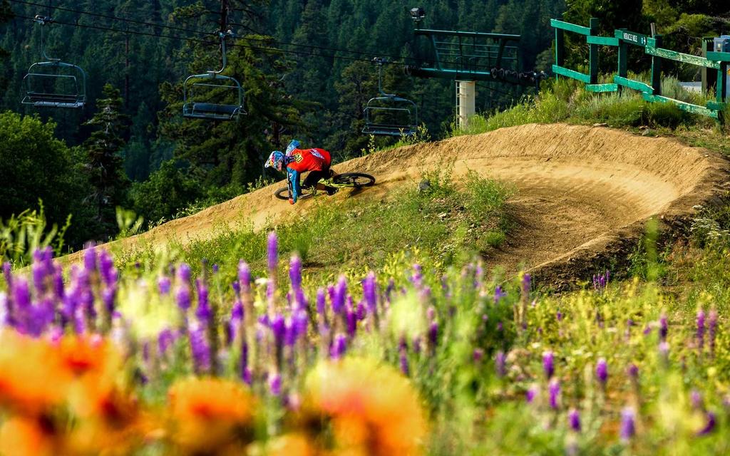 Family Bear - thumb 1