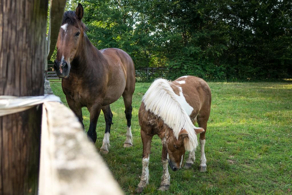 Green Gate Suites And Stables - thumb 3