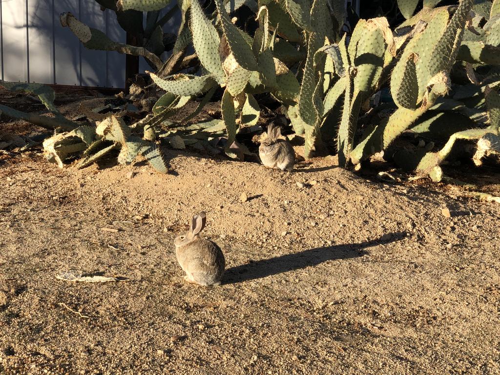 Joshua Tree Green Oasis - thumb 2