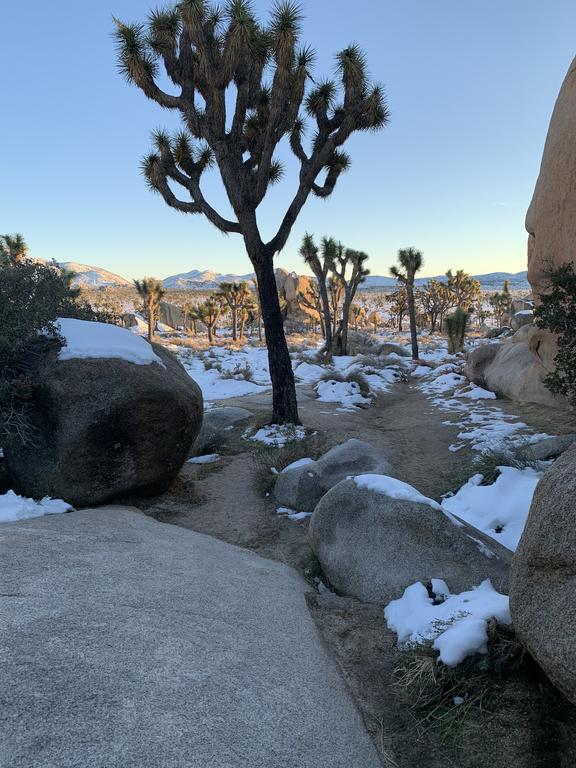 Joshua Tree Green Oasis - thumb 1