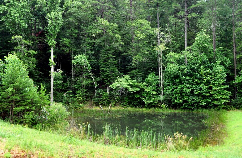 On Golden Pond- Near Ocoee River - thumb 0