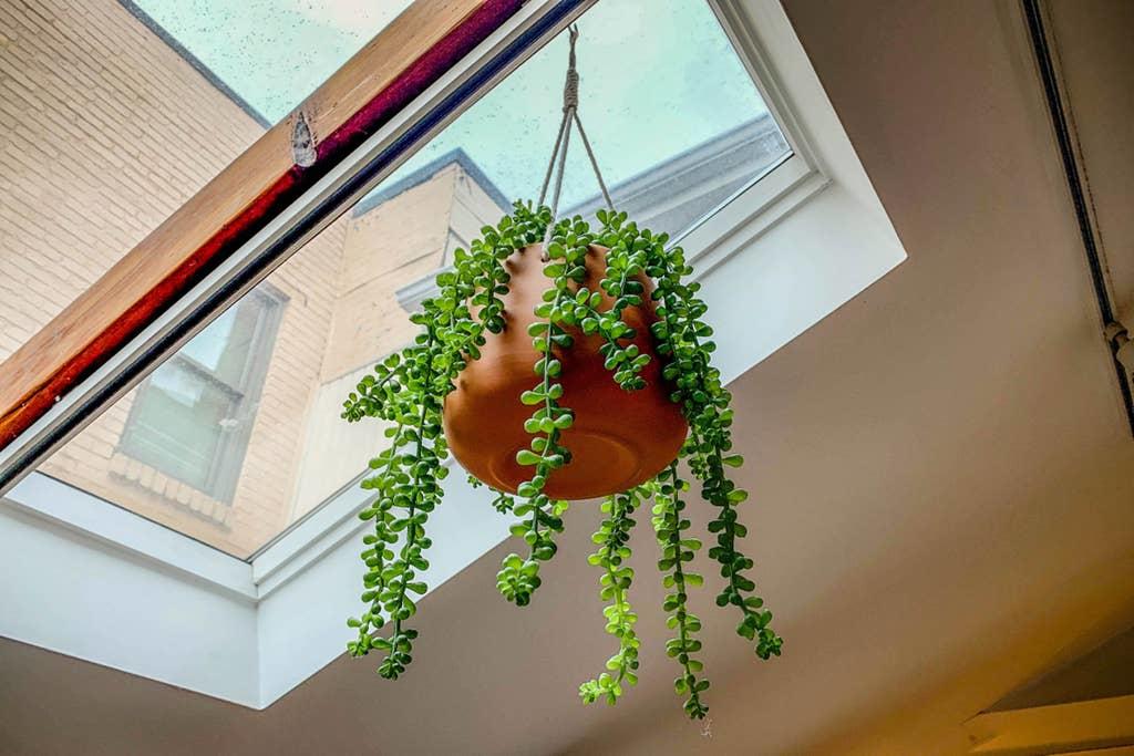 Quirky Row House In Downtown Harrisburg Near Hershey - thumb 2