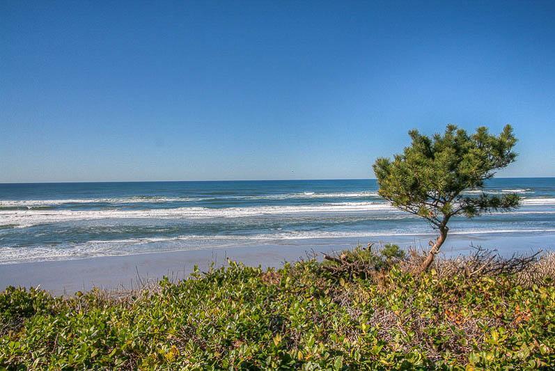 Sandalwood - thumb 1