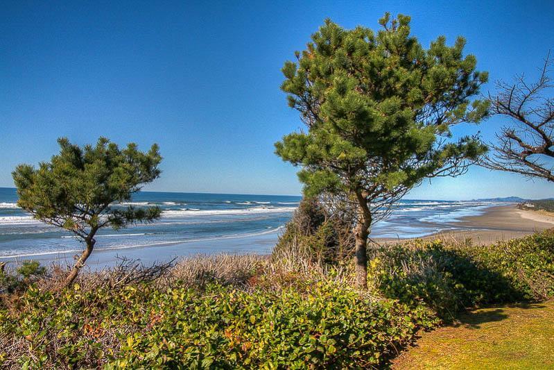 Sandalwood - thumb 2