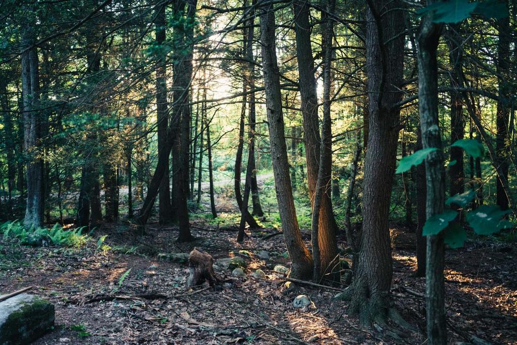 Tentrr - GoldMine Hideaway - thumb 2