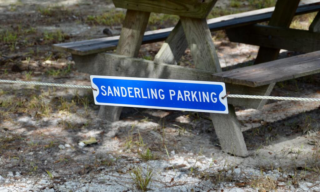 The Sanderling - thumb 1