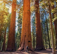 The Sequoia Hut - USA Accommodation