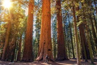 The Sequoia Hut Tourism Bookings
