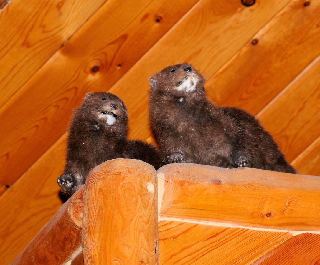 Wise Old Hunter Lodge - thumb 31