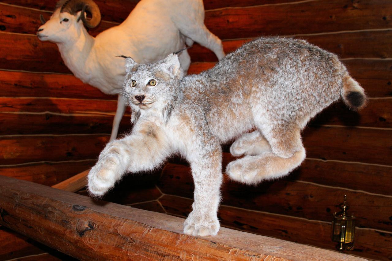 Wise Old Hunter Lodge - thumb 15