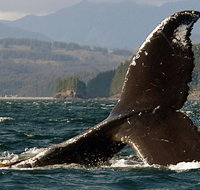 Kodiak Compass Suites - Tourism Bookings