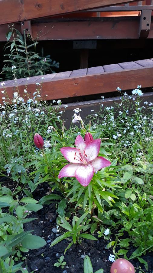 Steller Inn - thumb 4