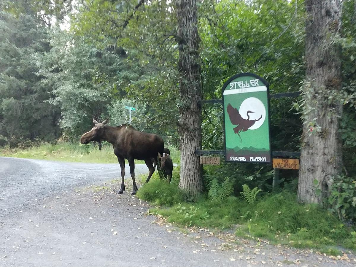 Steller Inn - thumb 6