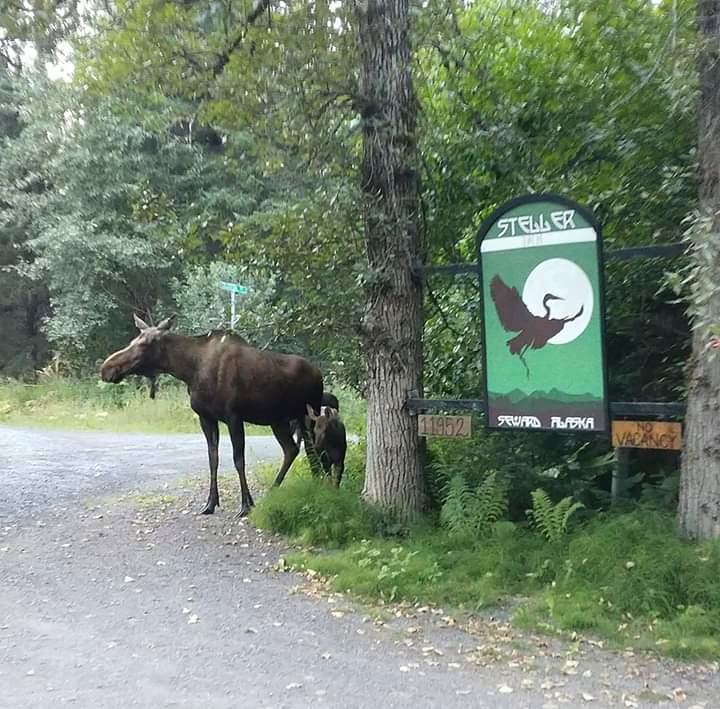 Steller Inn - thumb 1