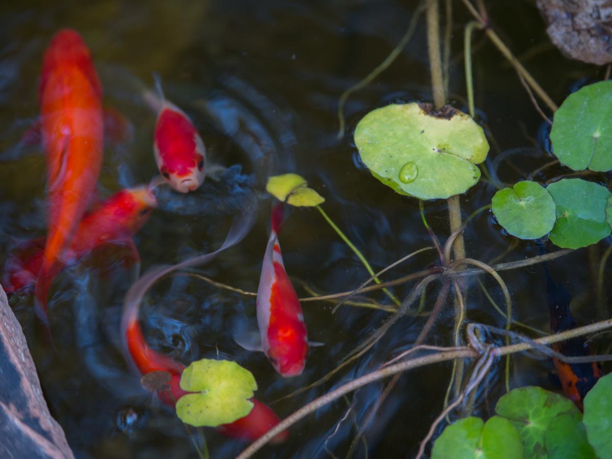 Sky Ranch Lodge - thumb 41