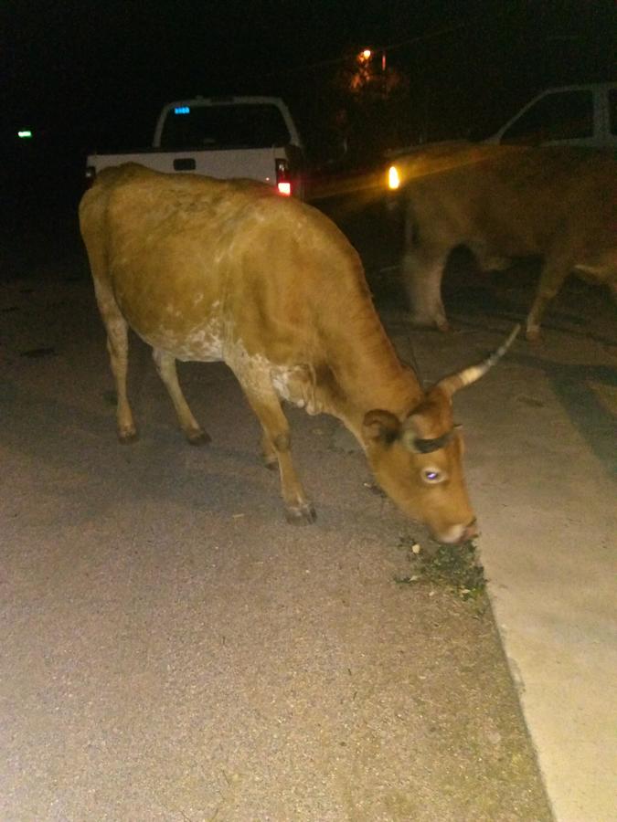 Grand Canyon West Hotel Sheps Miners Inn - thumb 1