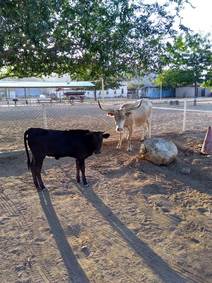 Grand Canyon West Hotel Sheps Miners Inn - thumb 20