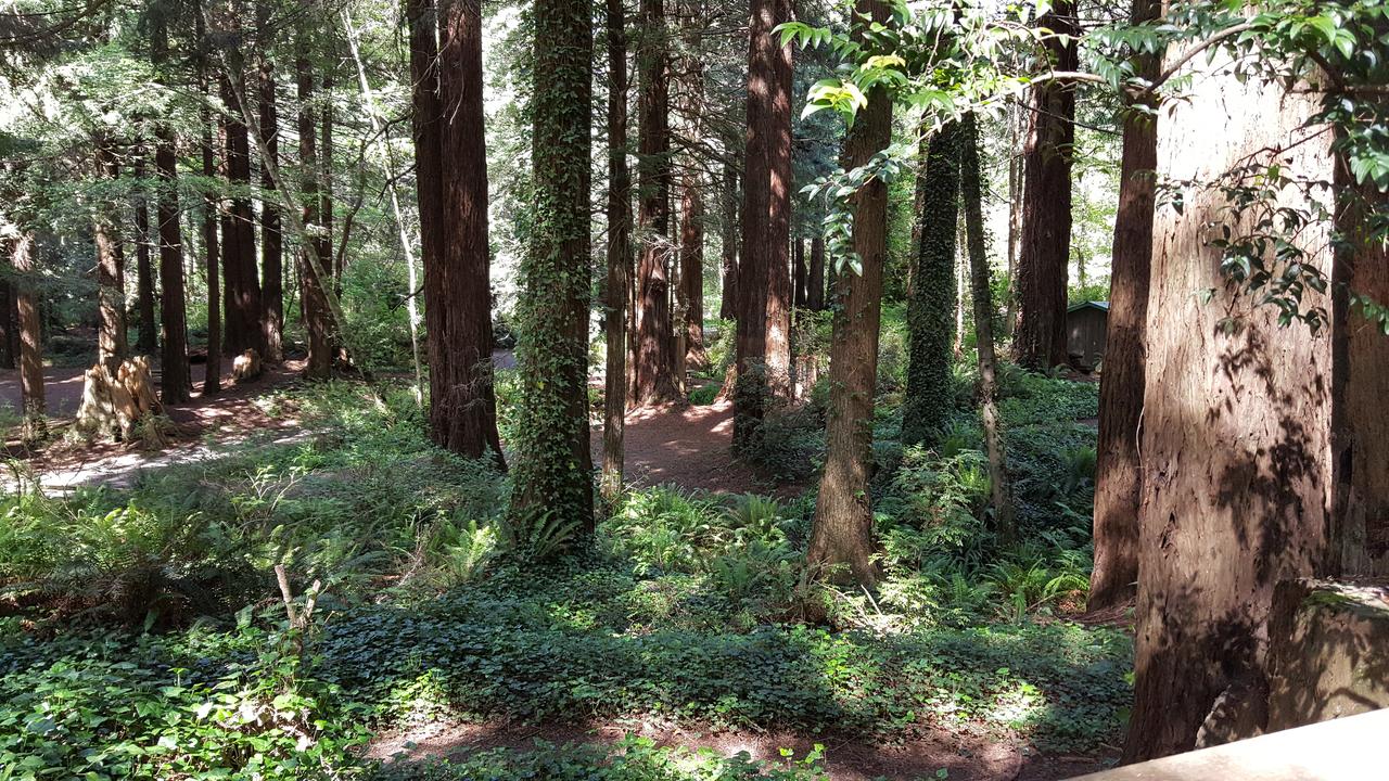 Emerald Forest Cabins - thumb 14