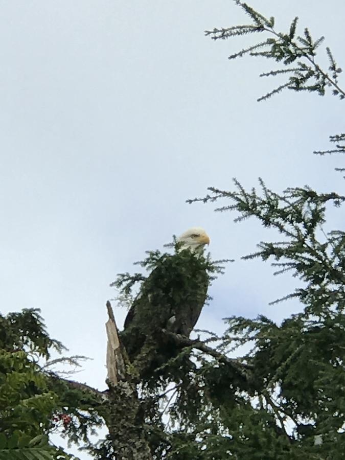 Alaska Serenity Cabin - thumb 11